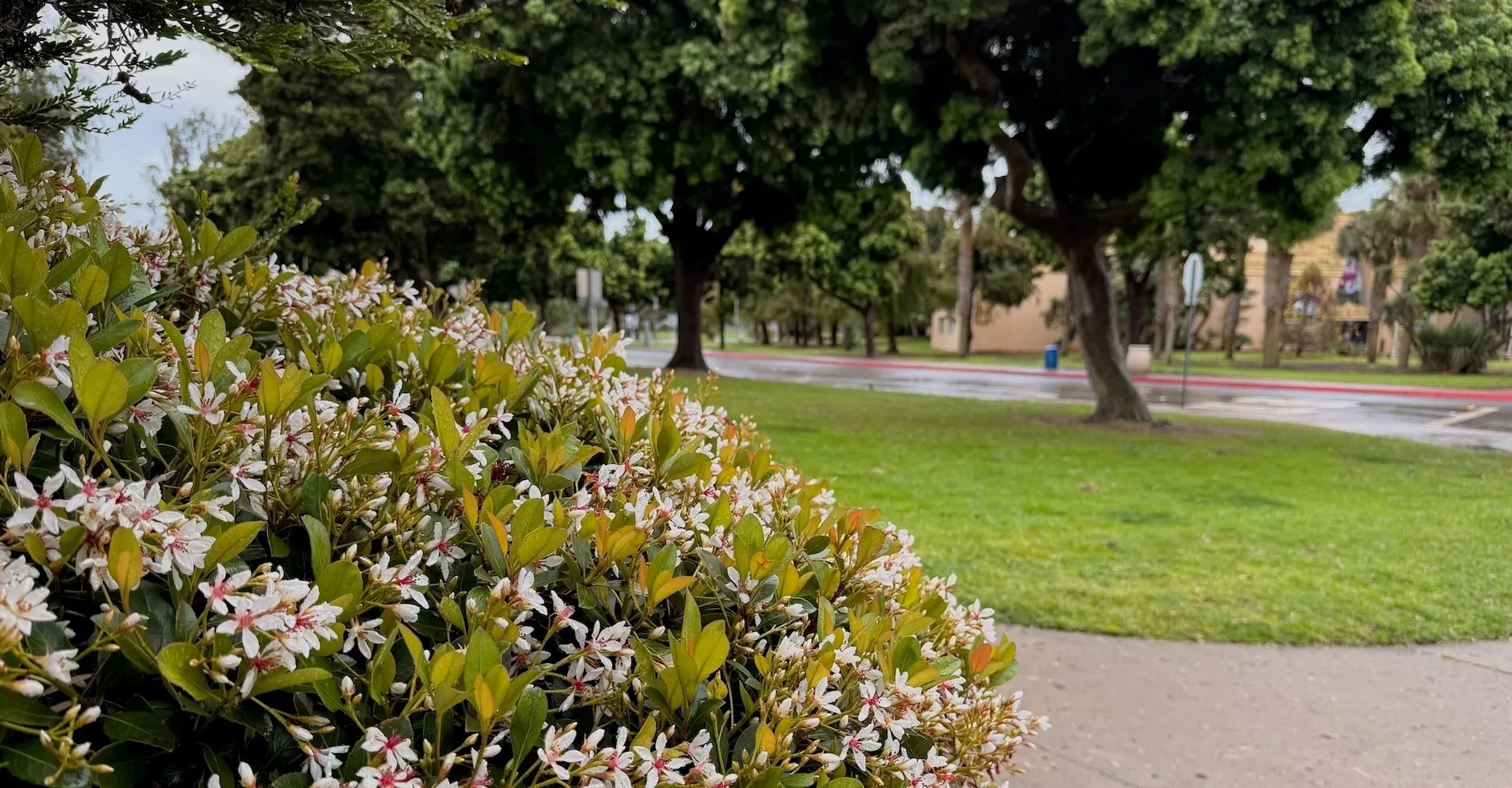 Running Into Doctor Who in Balboa Park