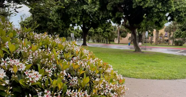 A landscaped garden in San Diego